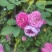 江苏蔷薇花红黄白规格齐全苗圃直销基地直发