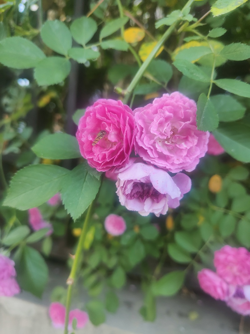江苏蔷薇花红黄白规格齐全苗圃直销基地直发