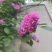 江苏蔷薇花红黄白规格齐全苗圃直销基地直发