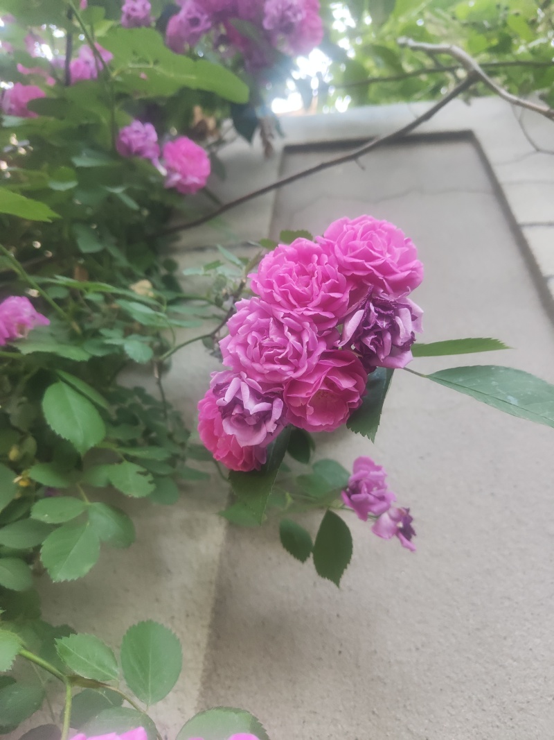 江苏蔷薇花红黄白规格齐全苗圃直销基地直发