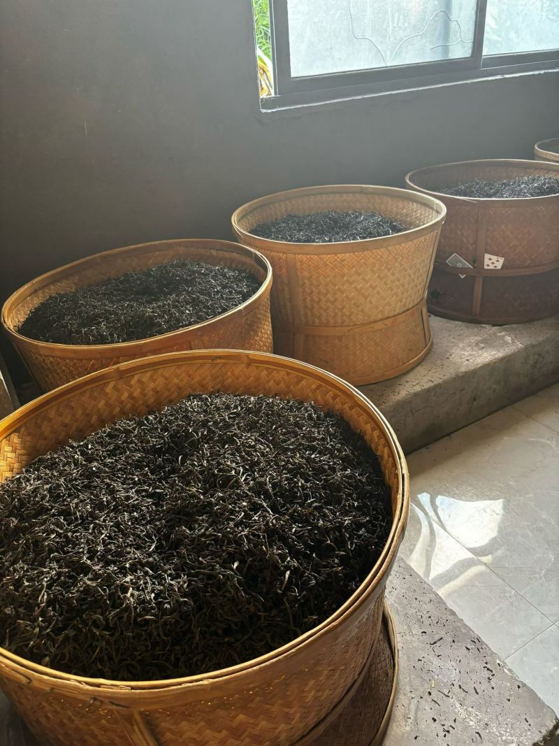 武夷山生态高山云雾茶