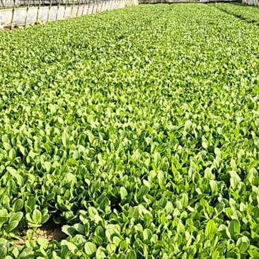 鸡毛菜上市