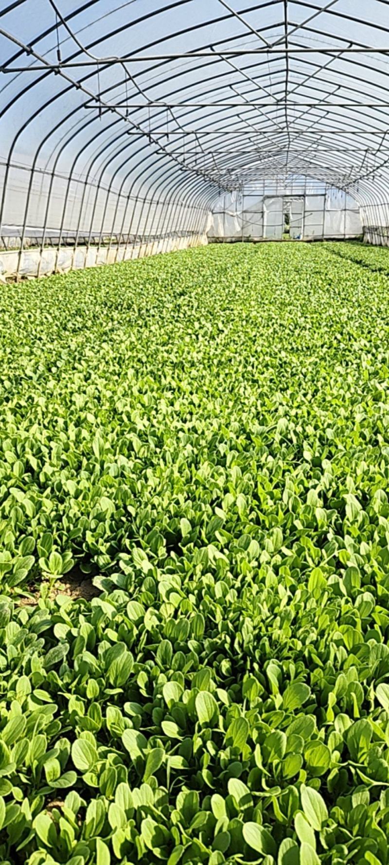 鸡毛菜上市