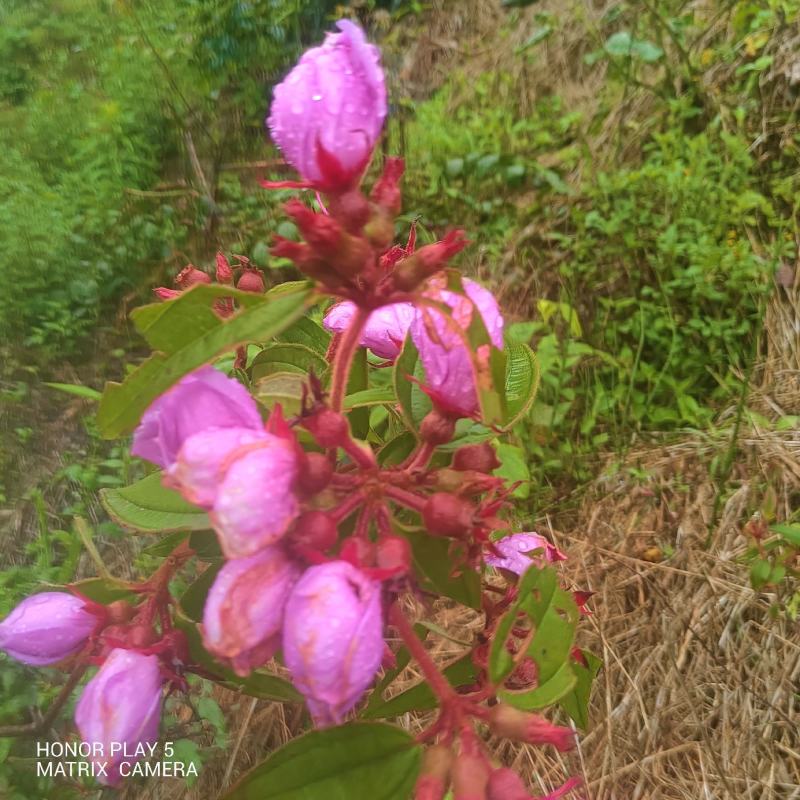 野牡丹，羊开口