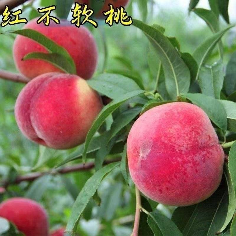 红不软早熟二号毛桃优质货源产地实力代办诚信对接批发商