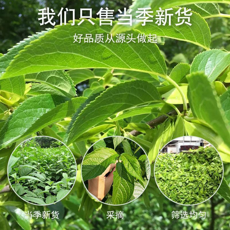 杜仲叶子茶张家界野生杜仲叶茶***嫩叶嫩芽杜仲茶叶