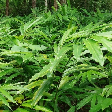 长期有春砂仁苗出售，产地阳春市种植基地自产自销
