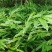 长期有春砂仁苗出售，产地阳春市种植基地自产自销