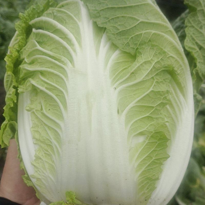 云南精品大白菜，产地直发，量大从优。