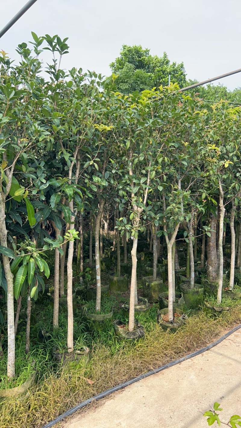 四季桂花米径4公分高度2米