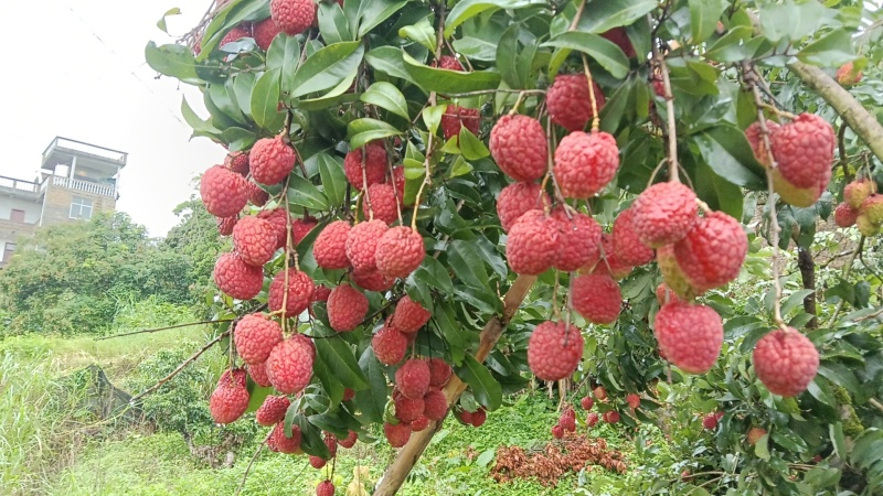 仙进奉荔枝