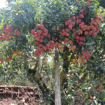 仙进奉荔枝