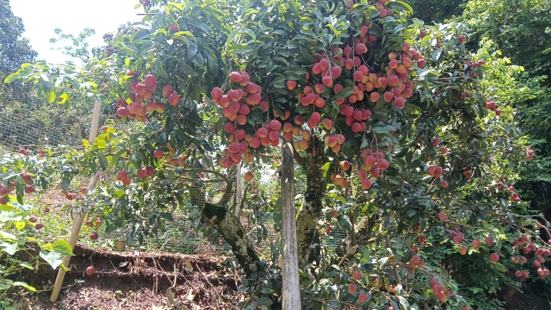 仙进奉荔枝