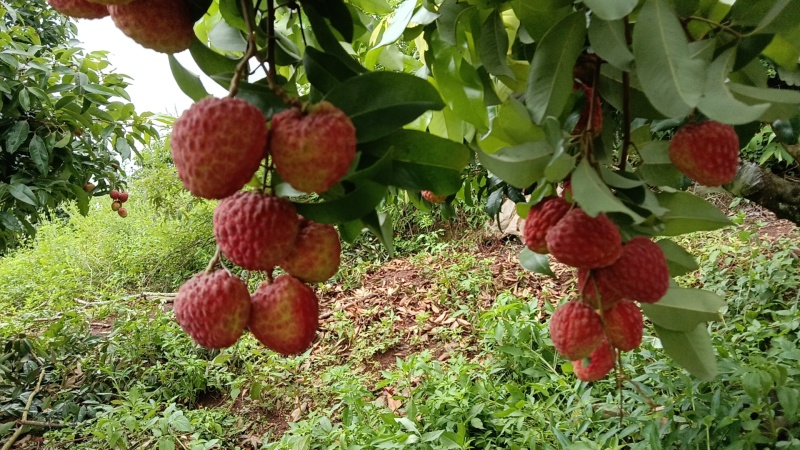 仙进奉荔枝
