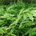 长期有春砂仁苗出售，产地阳春市种植基地自产自销