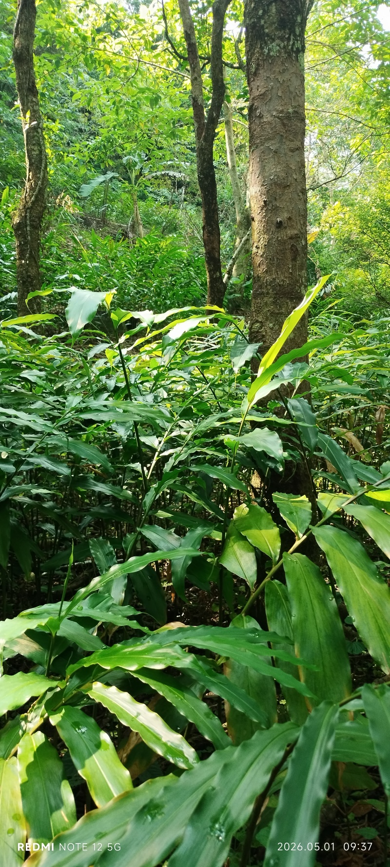 长期有春砂仁苗出售，产地阳春市种植基地自产自销