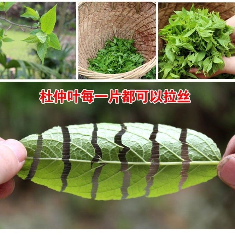 杜仲叶子茶张家界野生杜仲叶茶***嫩叶嫩芽杜仲茶叶