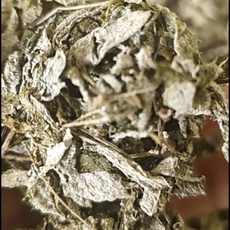 井冈山特级纯野生藤茶莓茶批发每斤五十元至八十元來厂议价