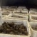 芋头8520处理2万斤左右