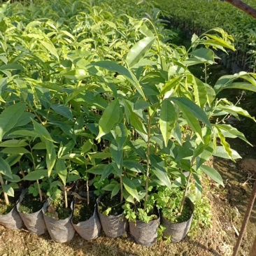 沉香苗20起