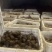 芋头8520处理2万斤左右