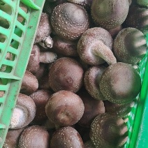 河北邢台鲜香菇承接电商批发商加工厂