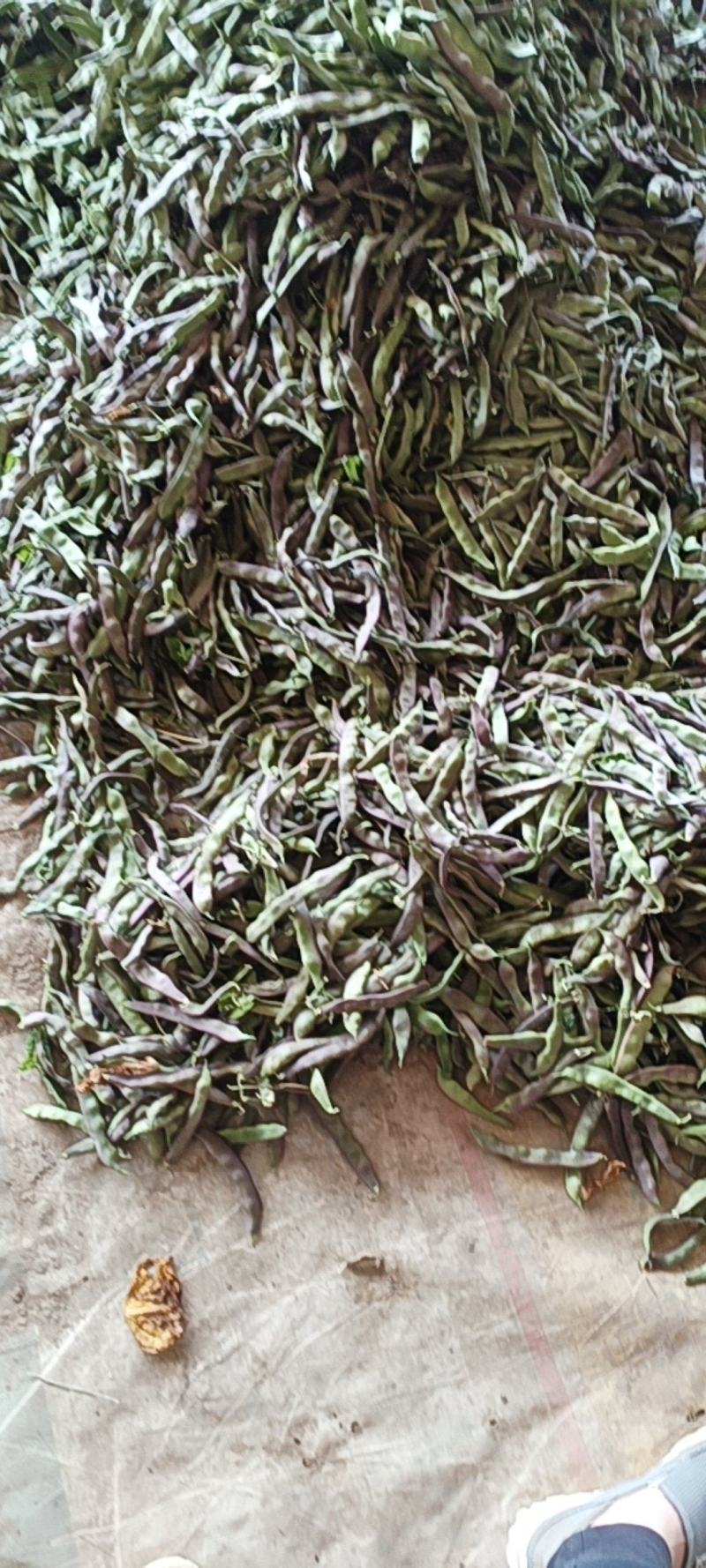 油豆