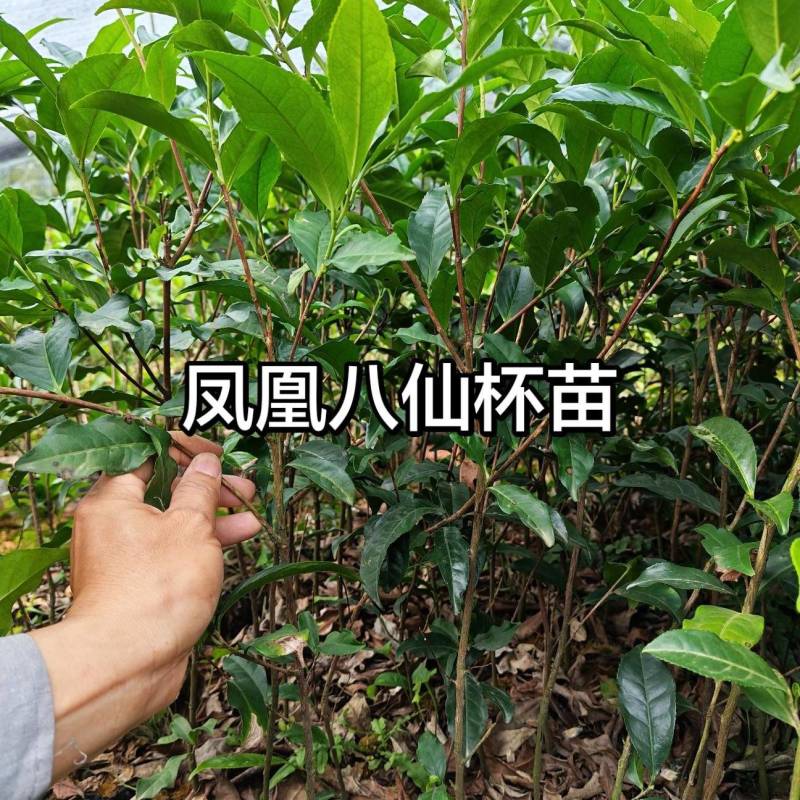 潮州凤凰单枞茶茶苗系列产地直发一手货源量大价优