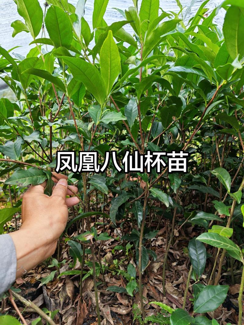 潮州凤凰单枞茶茶苗系列产地直发一手货源量大价优