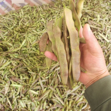 精品油豆