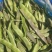精品油豆