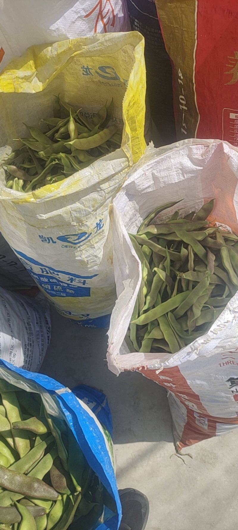 精品油豆
