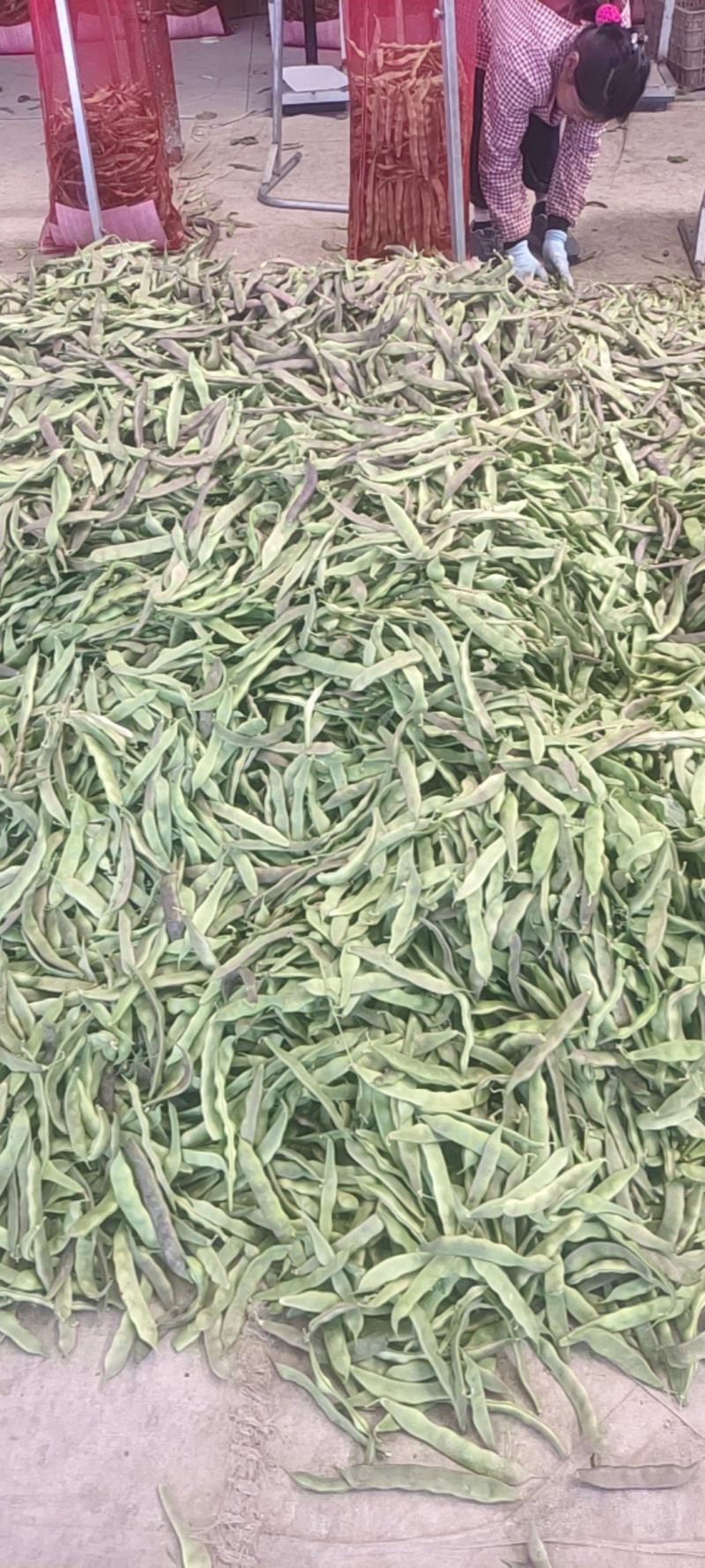 精品油豆