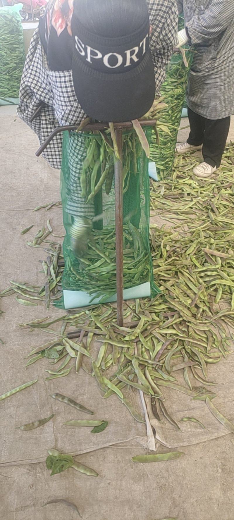 精品油豆