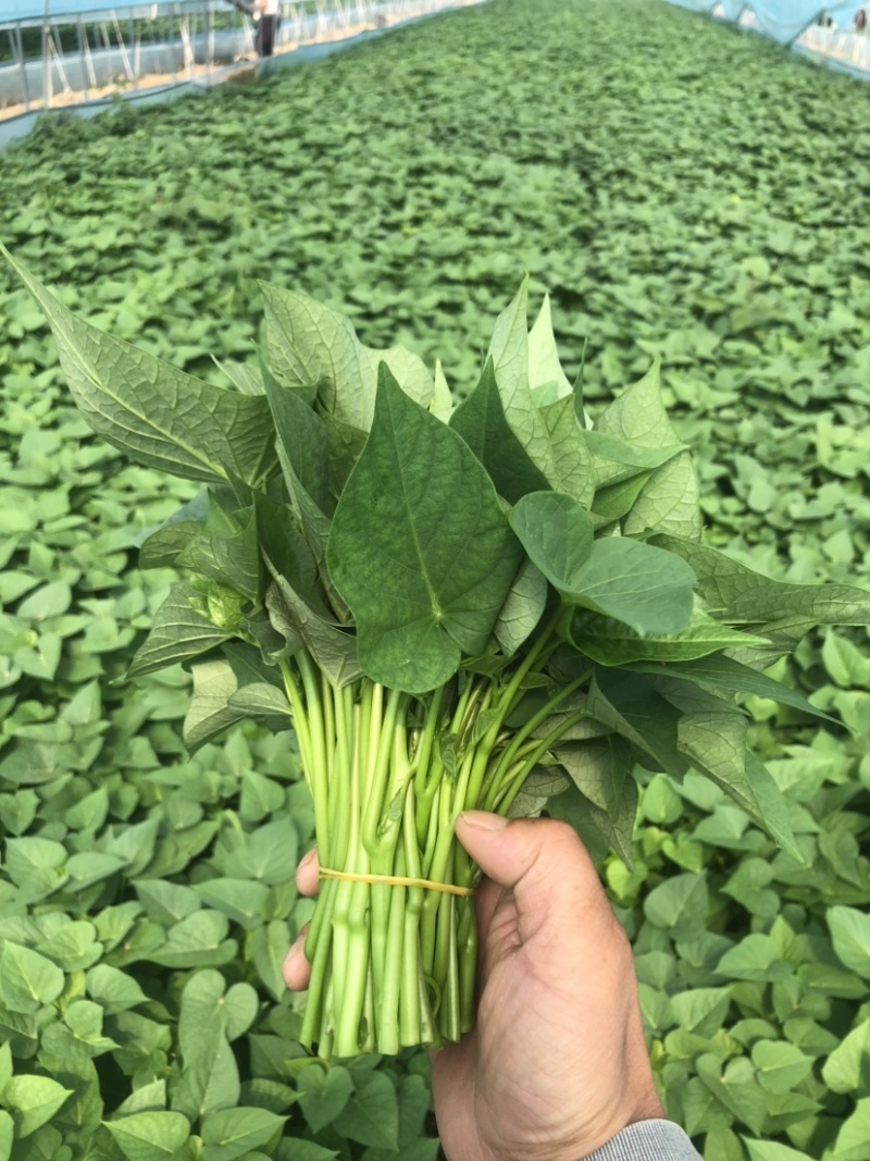 南阳薯尖地瓜叶苕尖基地一手货源现摘现发
