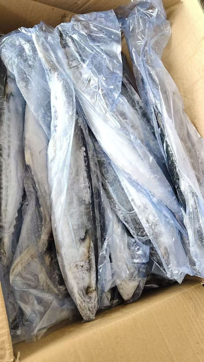 马鲛鱼