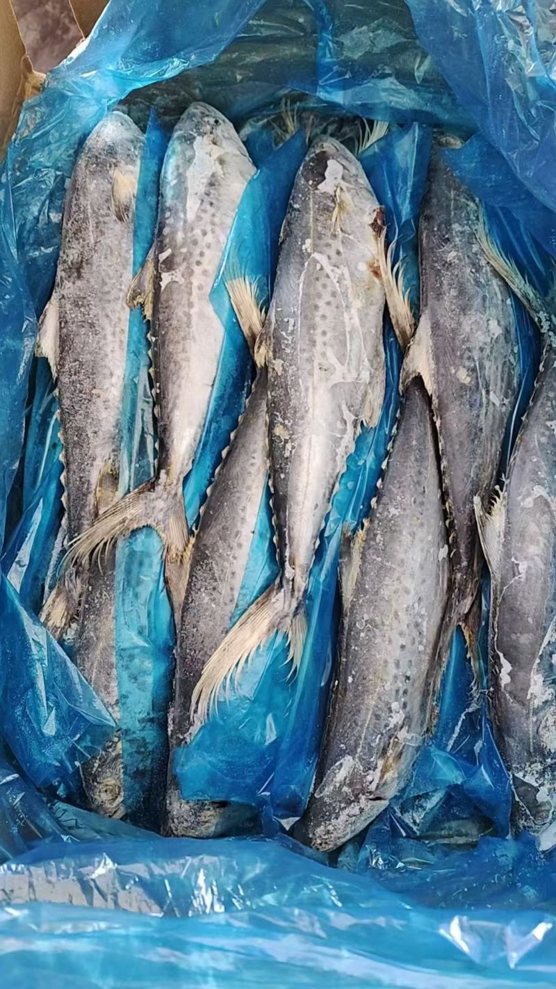 马鲛鱼