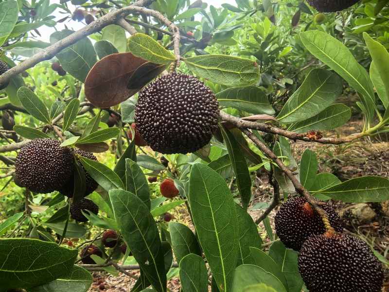 漳州龙海浮宫杨梅