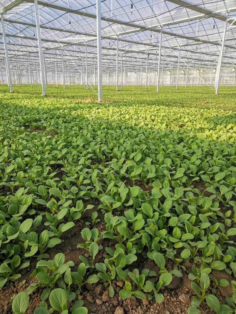 小油菜上海青需要的老板来看货了，量大从优