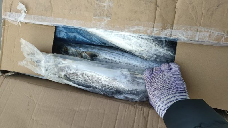 马鲛鱼