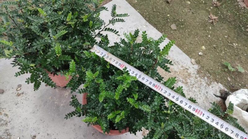 清香木