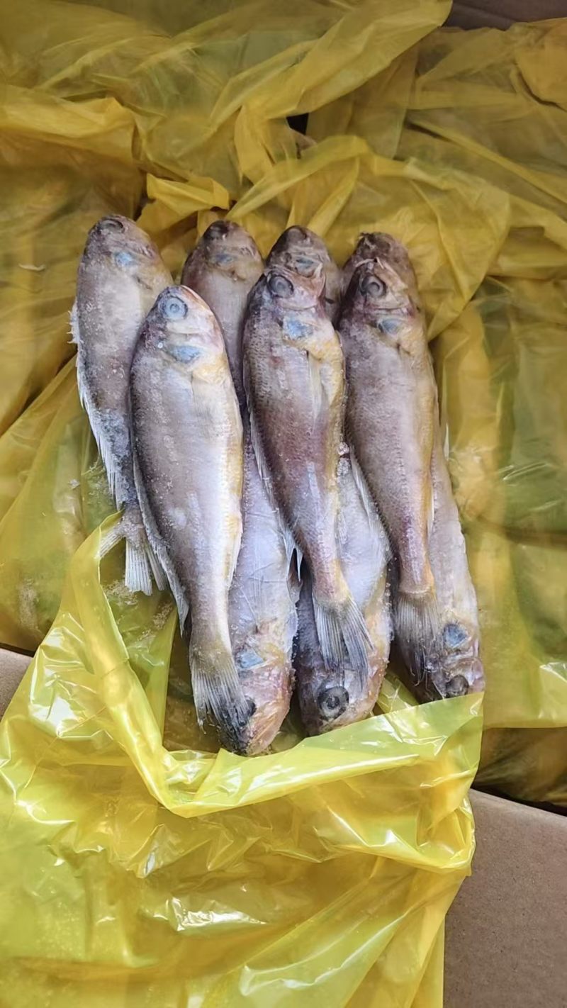 小黄花鱼东海精品小黄花一吨起批全国各地冷链直达