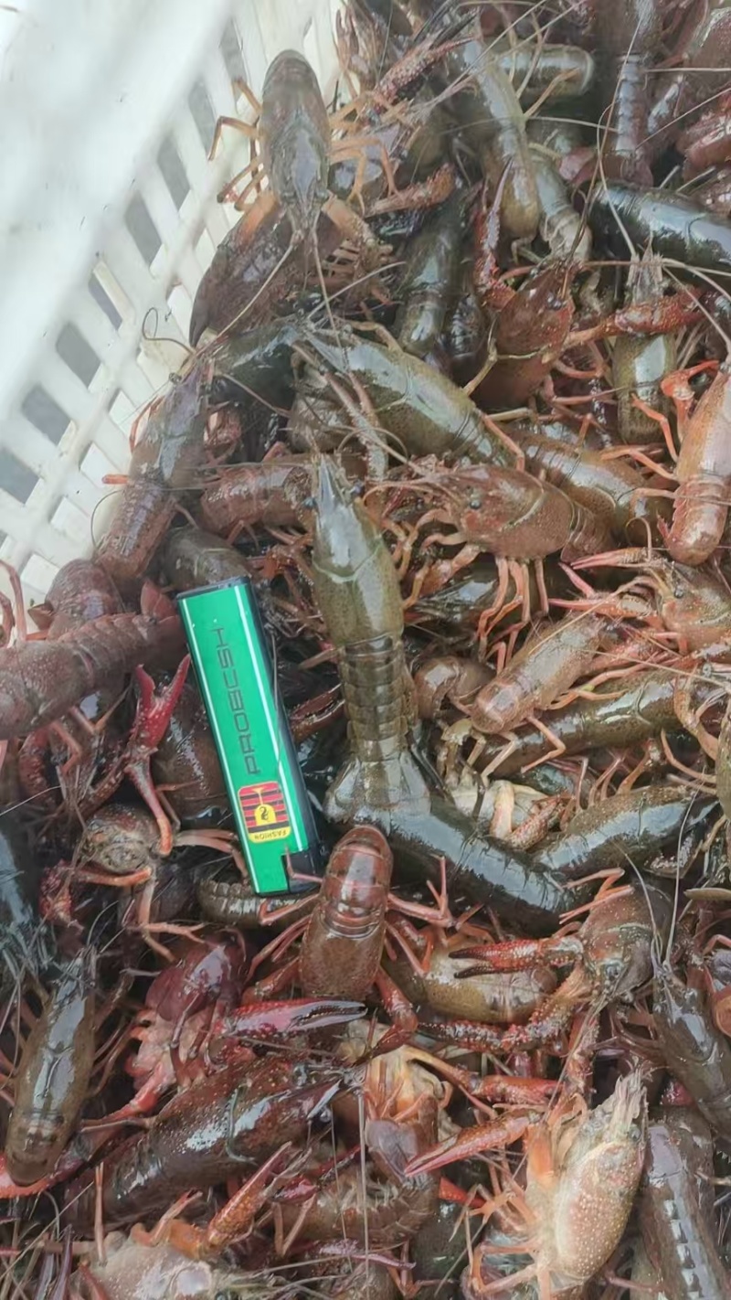 龙虾苗
