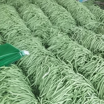 山东聊城本地种植无丝豆大量现货上市