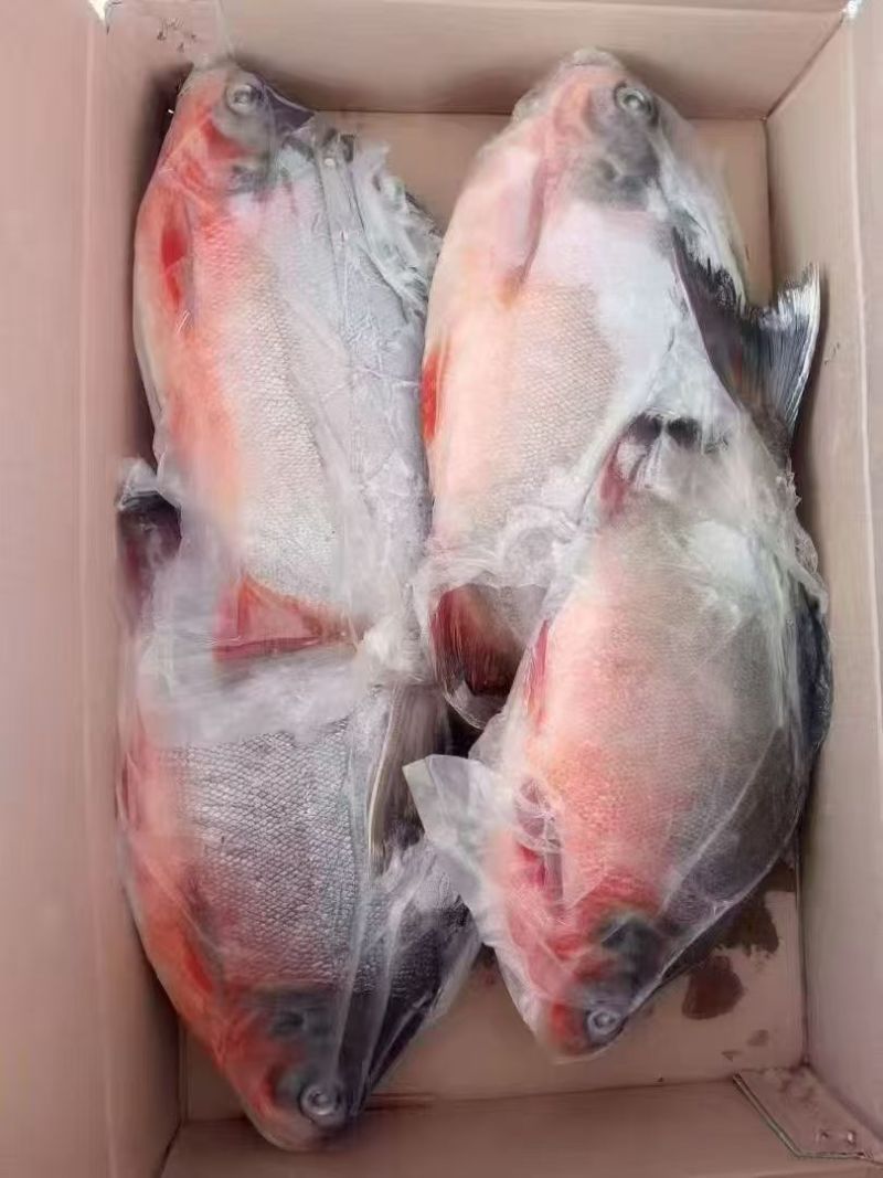 红鲳鱼