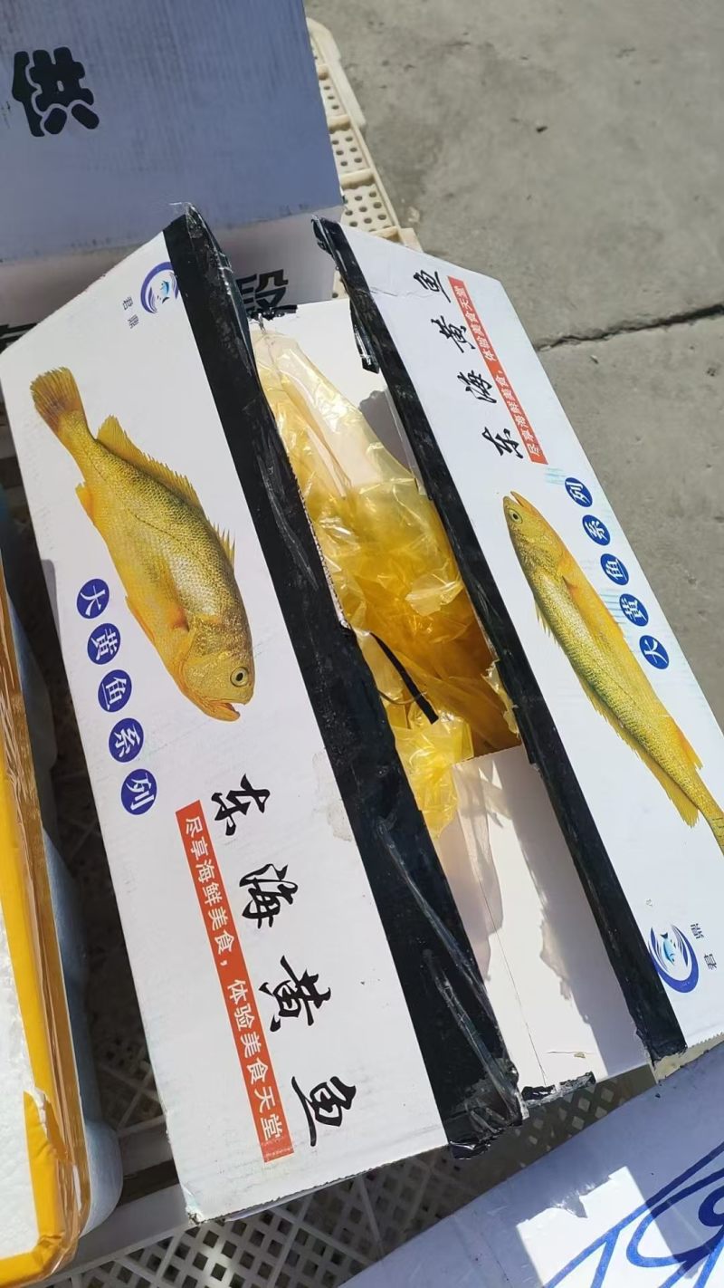 小黄花鱼东海精品小黄花一吨起批全国各地冷链直达