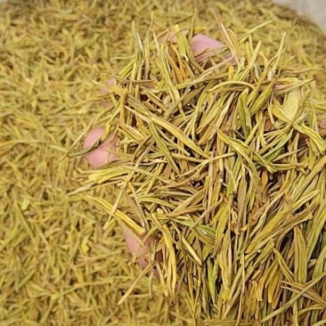 黄金芽