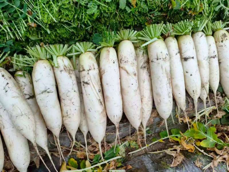 江苏本地萝卜量大从优欢迎来电咨询！
