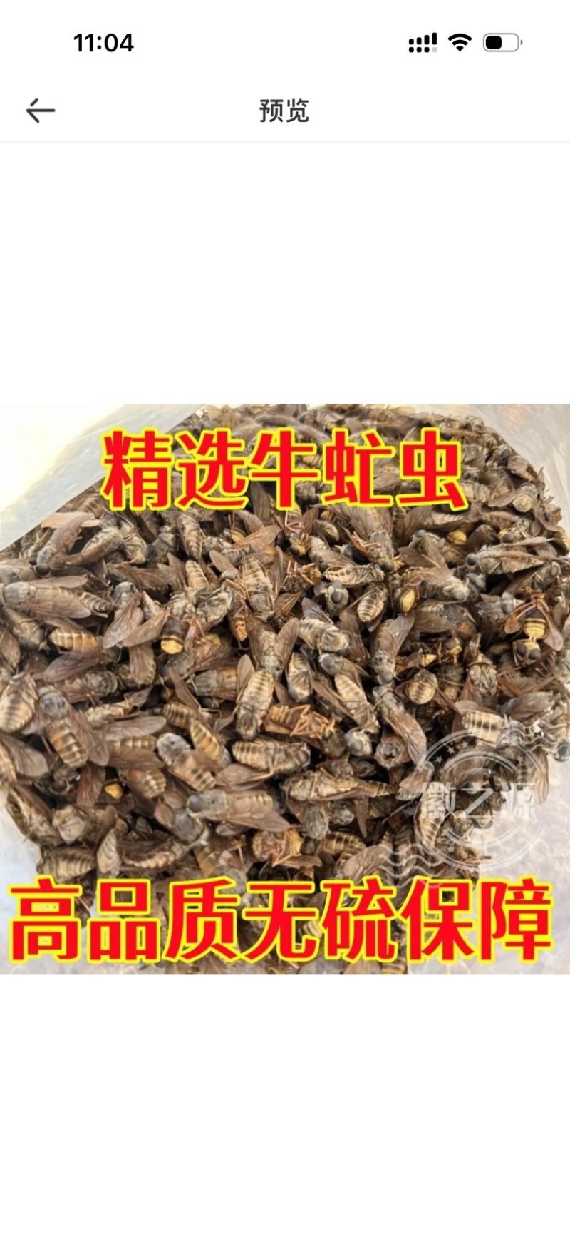 牛虻虫新货正品保证没有蜜蜂，百分百正品批发零售