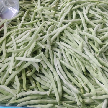 河南焦作博爱白不老豆角大量供应电商超市批发市场